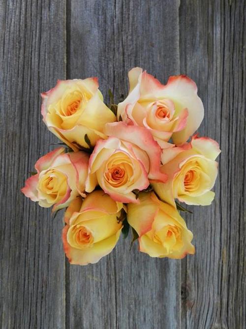 HIGH & SUNSHINE  BI-COLOR YELLOW/RED ROSES